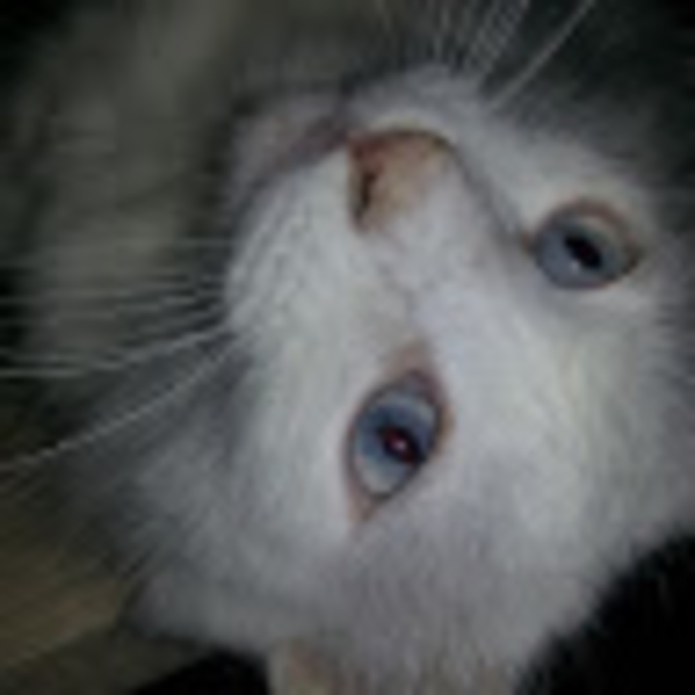 Meet your Posher, Paula